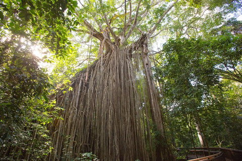 Cairns Adventure Package- 4 Tours In 3 Days! - Accommodation Brunswick Heads 2