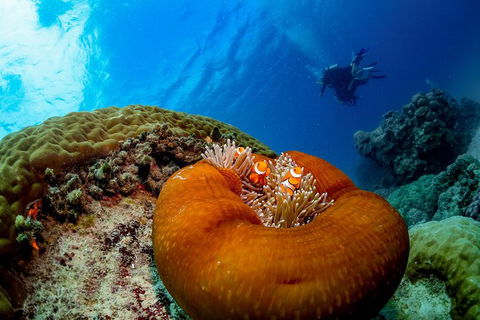 Gold Class VIP Great Barrier Reef Cruise From Cairns By Luxury Superyacht - Accommodation Brunswick Heads 4