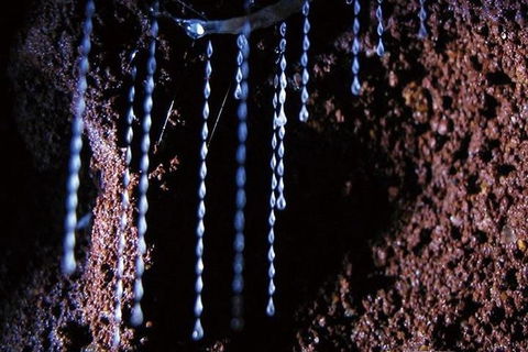 Glowworm Cave & Natural Bridge Tour - Accommodation Brunswick Heads 2