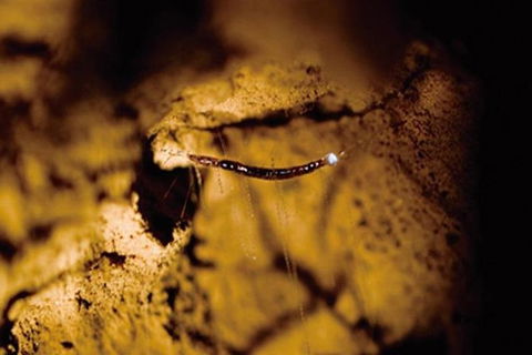 Glowworm Cave & Natural Bridge Tour - Accommodation Brunswick Heads 4