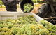 Adelaide Hills Wineries & Hahndorf - thumb 0