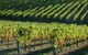 Adelaide Hills Wineries & Hahndorf - thumb 10