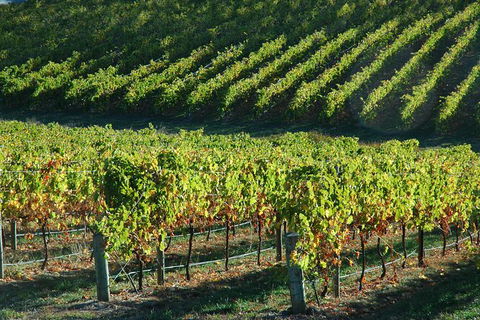 Adelaide Hills Wineries & Hahndorf - Accommodation Brunswick Heads 10