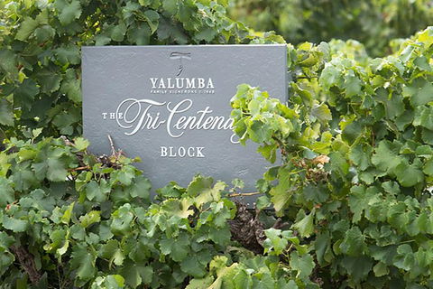 Yalumba Nursery & Grenache Discovery Tour + Platter Lunch - Accommodation Brunswick Heads 0