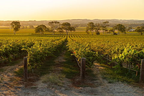 Yalumba Signature Tour - Accommodation Brunswick Heads 5
