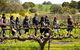 Walk, Taste, Graze - Experience At Pindarie - thumb 2