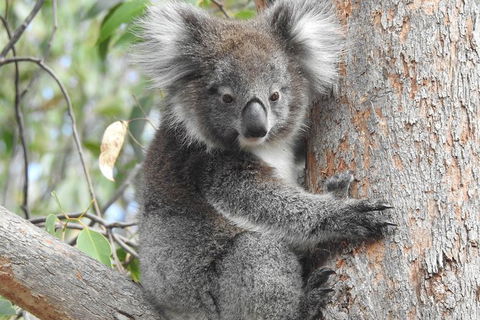 Adelaide Hills Private Day Tour - Accommodation Brunswick Heads 3