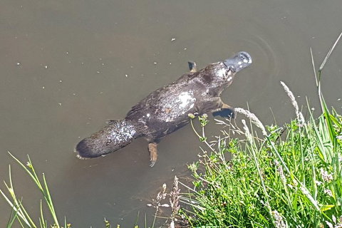 Cruise Ship Excursion: Gourmet Food & Wine - Accommodation Brunswick Heads 2