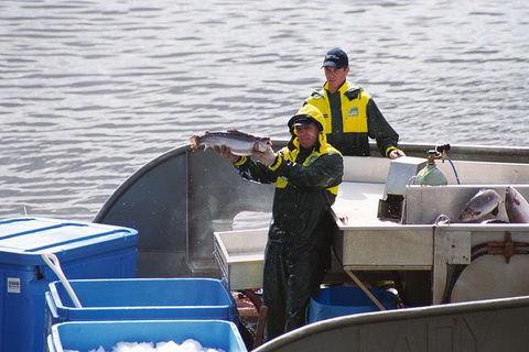 Afternoon Gordon River Dinner Cruise - Departing 3pm - Accommodation Brunswick Heads 3