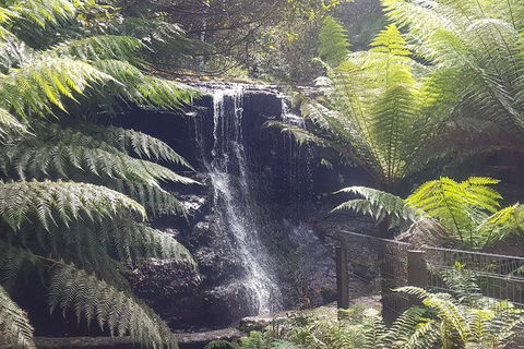 Mt. Wellington Morning Hike + Afternoon Beer & History Walk - Accommodation Brunswick Heads 16