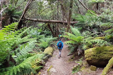 Mt. Wellington Morning Hike + Afternoon Beer & History Walk - Accommodation Brunswick Heads 7