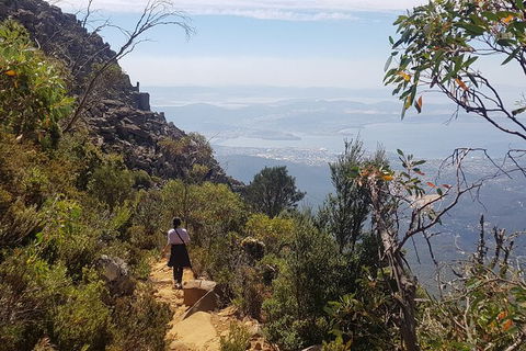 Mt. Wellington Morning Hike + Afternoon Beer & History Walk - Accommodation Brunswick Heads 1