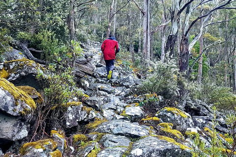 Mt. Wellington Morning Hike + Afternoon Beer & History Walk - Accommodation Brunswick Heads 8