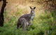 Great Ocean Road And Otway Discovery 2 Day Tour - thumb 5