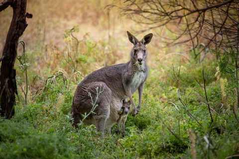 Great Ocean Road And Otway Discovery 2 Day Tour - Accommodation Brunswick Heads 5