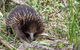 Great Ocean Road And Otway Discovery 2 Day Tour - thumb 3