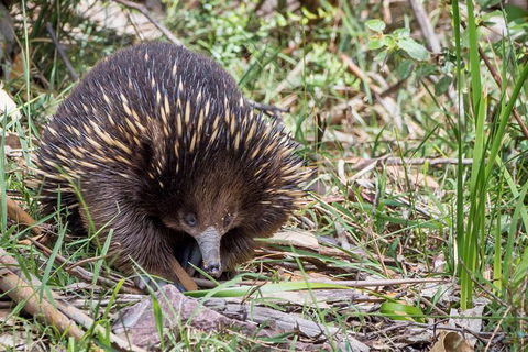Great Ocean Road And Otway Discovery 2 Day Tour - Accommodation Brunswick Heads 3