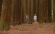 Great Ocean Road And Otway Discovery 2 Day Tour - thumb 8