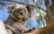 Great Ocean Road And Otway Discovery 2 Day Tour - thumb 6