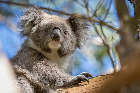 Great Ocean Road And Otway Discovery 2 Day Tour - Accommodation Brunswick Heads 6