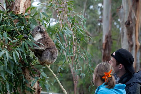 Great Ocean Road & Phillip Island - 3 Days, 2 Nights - Accommodation Brunswick Heads 8