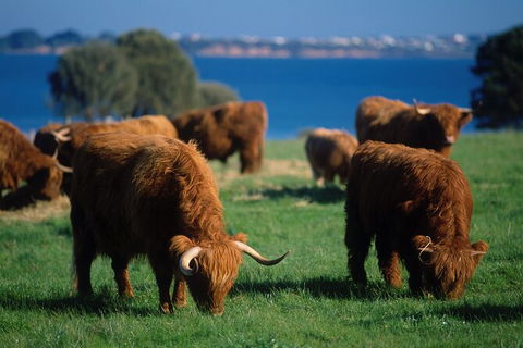 Great Ocean Road & Phillip Island - 3 Days, 2 Nights - Accommodation Brunswick Heads 5