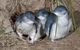 Great Ocean Road & Phillip Island - 3 Days, 2 Nights - thumb 4