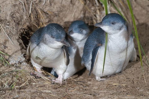 Great Ocean Road & Phillip Island - 3 Days, 2 Nights - Accommodation Brunswick Heads 4