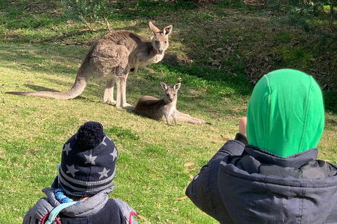 Great Ocean Road Express Private Tour - A Highlights Tour With A Local (8 Hours) - Accommodation Brunswick Heads 2