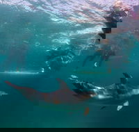 Half-Day Mornington Peninsula Dolphin and Seal Swim from Sorrento