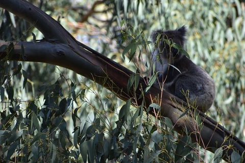 Great Ocean Road Tour Plus Koalas, Forest Walk And Morning Tea. - Accommodation Brunswick Heads 2
