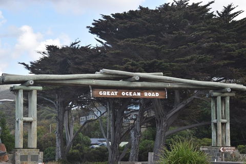 Great Ocean Road Tour Plus Koalas, Forest Walk And Morning Tea. - Accommodation Brunswick Heads 7