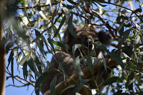 Great Ocean Road Tour Plus Koalas, Forest Walk And Morning Tea. - Accommodation Brunswick Heads 6