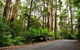 Great Ocean Road Private Tours (Up To 11 Persons) - thumb 2