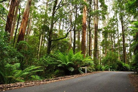 Great Ocean Road Private Tours (Up To 11 Persons) - Accommodation Brunswick Heads 2