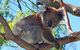 Great Ocean Road Private Tours (Up To 11 Persons) - thumb 1