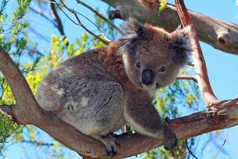 Great Ocean Road Private Tours (Up To 11 Persons) - Accommodation Brunswick Heads 1