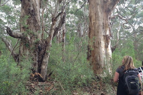 Guided Walks On The Cape To Cape - Skippy Rock - Accommodation Brunswick Heads 2