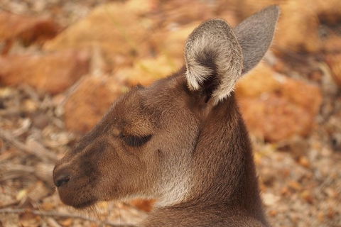 Australian Animals, Seascape And Sunset Photography Tour - Accommodation Brunswick Heads 3