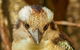 Australian Animals, Seascape And Sunset Photography Tour - thumb 4