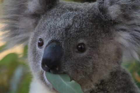 Australian Animals, Seascape And Sunset Photography Tour - Accommodation Brunswick Heads 2