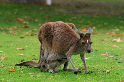 Australian Animals, Seascape And Sunset Photography Tour - Accommodation Brunswick Heads 1
