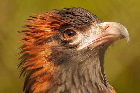 Australian Animals, Seascape And Sunset Photography Tour - Accommodation Brunswick Heads 5
