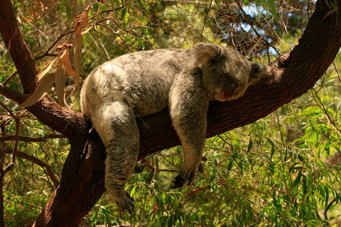 Australian Animals, Seascape And Sunset Photography Tour - Accommodation Brunswick Heads 6