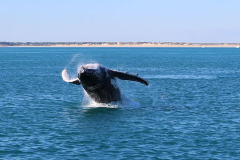 AOC Broome Whale Watching - Accommodation Brunswick Heads 3