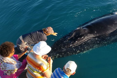 AOC Broome Whale Watching - Accommodation Brunswick Heads 0