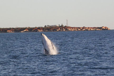 AOC Broome Whale Watching - Accommodation Brunswick Heads 2