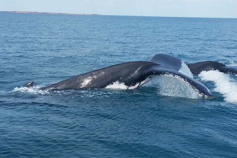 AOC Broome Whale Watching - Accommodation Brunswick Heads 1