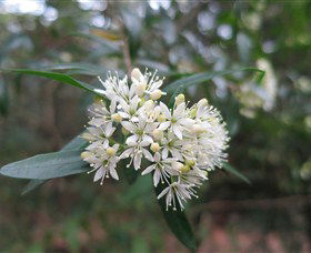 Bream Beach NSW Accommodation Brunswick Heads