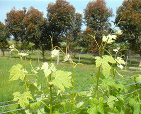 Dreeite South VIC Accommodation Brunswick Heads